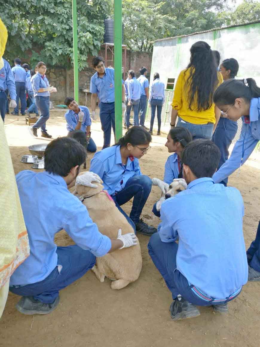 Dhyan Foundation Celebrates World Animal Day at its Shelter for Strays -  Newsstudio18