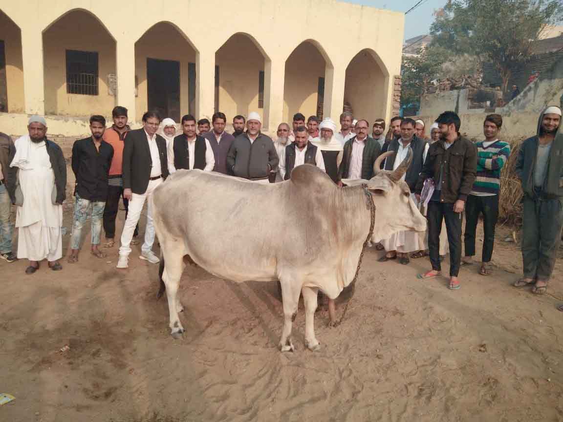 cow (1)
